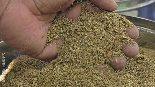 Man checking the quality of Trachyspermum ammi, carom seeds, or ajwain seeds photo