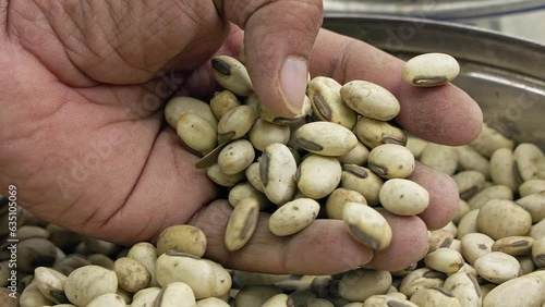 A man checks the quality of Mucuna pruriens or white kaunch seeds at a shop photo