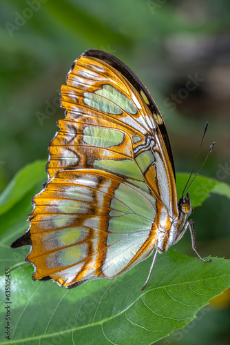 papillon Malachite (SIPROETA STELENES) Amérique du Sud