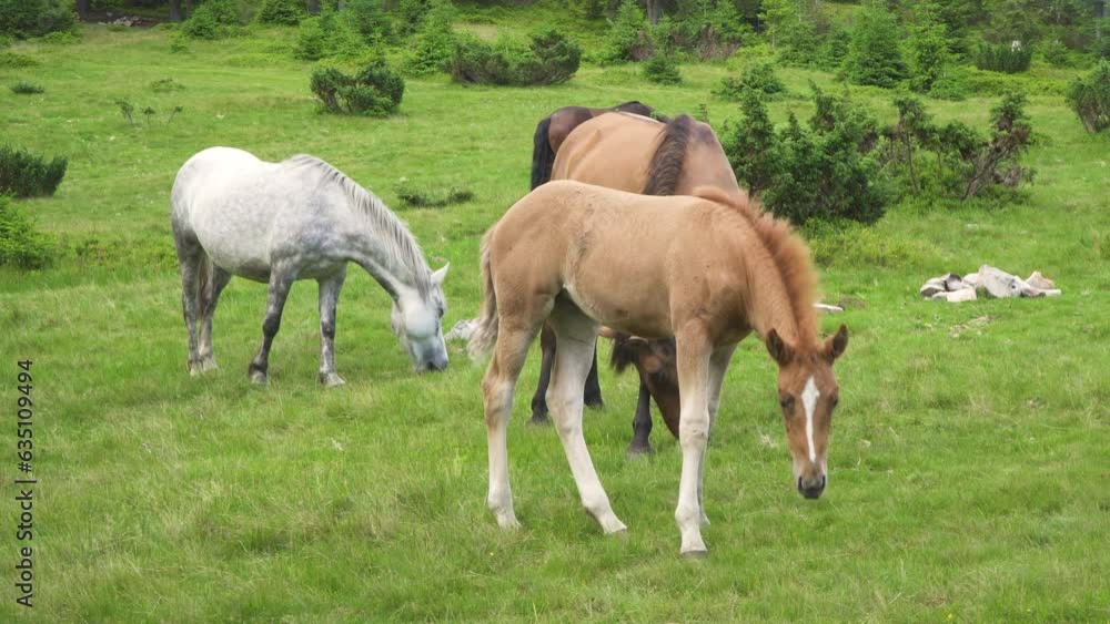 Horses feeding off grass at highland pasture. Horses feeding off grass at highland pasture.