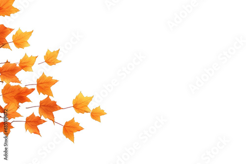 Orange Maple leaves on side isolated on transparent background cutout PNG