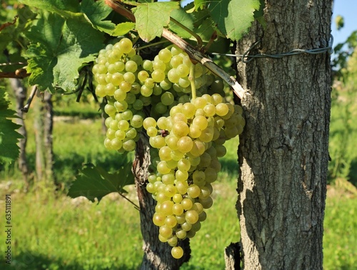 Friulano grape, once called Tocai Friulano, hanging on vine just before the harvest photo