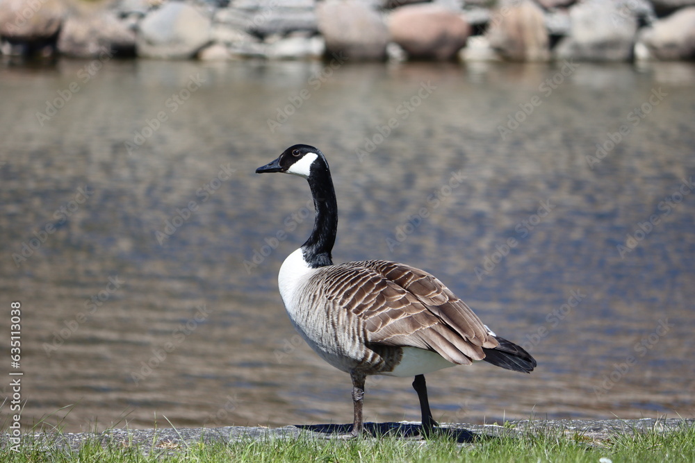 Sweden. The Canada goose (Branta canadensis), sometimes called Canadian goose, is a large wild goose with a black head and neck, white cheeks, white under its chin, and a brown body. Sweden. The Canada goose (Branta canadensis), sometimes called Canadian goose, is a large wild goose with a black head and neck, white cheeks, white under its chin, and a brown body.