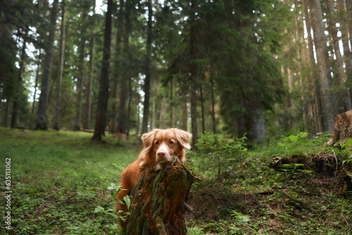 the dog in the forest among the trees. Nova Scotia duck tolling retriever in nature. Pet travel 