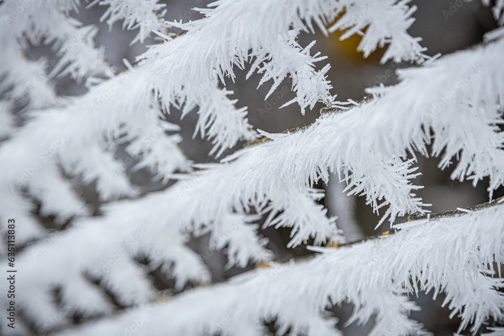 Pine trees branches covered with snow frost. Perfect wintry wallpapers magical nature photography.