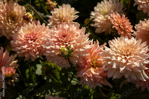 Sun lighted coral peach salmon dahlia blooming in the dutch flower garden in summer  close up and macro  on the dark background