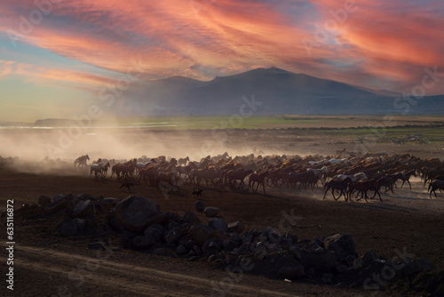 Yilki horses are walking and running on the river. Yilki horses in Kayseri Turkey are wild horses with no owners