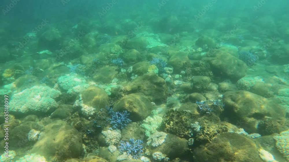 vertical look up view from underwater with blue lavender finger branching Staghorn leather corals up to the coast shore view of Chinese traditional small remote Fu De temple worships the god of lord vertical look up view from underwater with blue lavender finger branching Staghorn leather corals up to the coast shore view of Chinese traditional small remote Fu De temple worships the god of lord