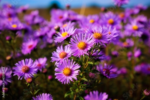 New England Aster  Wildflower Beauty in a Meadow Field with Purple Bloom. Generative AI