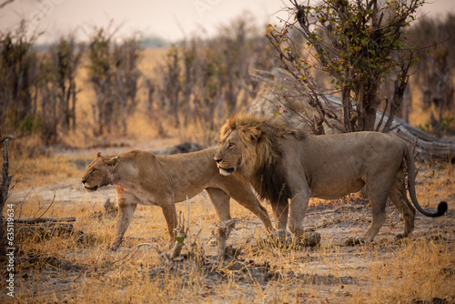 Lioness followed by an attentive lion (Panthera leo) walk through the Savute bush in early morning, Chobe National Park, Botswana. 