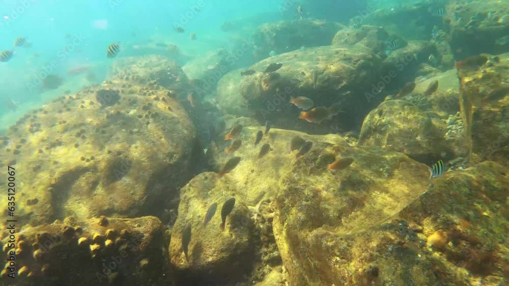 underwater view of bunch of parrotfish schooling and Scissortail Sergeant Abudefduf sexfasciatus Stripe tailed Damselfish with giant huge rock stones formation on the sea bed in Taiwan Asia at day underwater view of bunch of parrotfish schooling and Scissortail Sergeant Abudefduf sexfasciatus Stripe tailed Damselfish with giant huge rock stones formation on the sea bed in Taiwan Asia at day