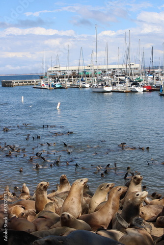 Sea Lions in Harbor - Monterey Bay, California