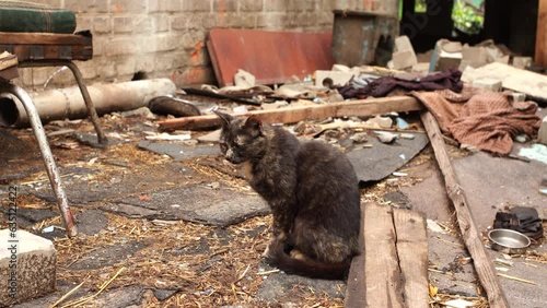 Close-up view 4k stock video portrait of sad ukrainian cat sitting among ruins on site that was its home before shelling by russians army during war Russia against Ukraine. Poor home pet, destructions
