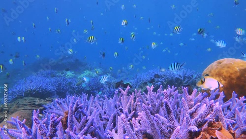 breath taking beautiful view of blue lavender finger branching Staghorn corals with tons of Scissortail Sergeant dascyllus and blue Damselfish Bennet's butterfly fish and pacific longnose parrotfish