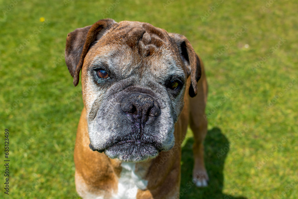 Boxer Dog