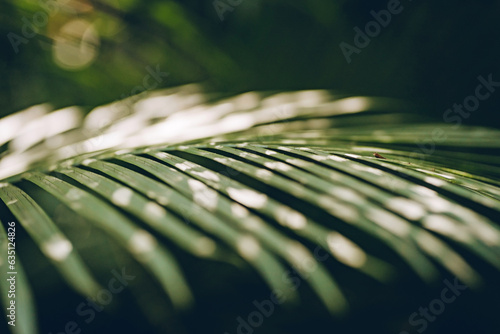 Close up shot of green horizontal palm leaf. Jungle wild forest vegetation, rainforest plants