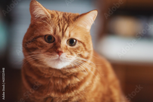 Portrait of red tabby Cat, Looking in camera on Isolated background, front view. The amazed ginger fat cat. The concept of domestic animals, animal and human petting. Fluffy cat at home. 