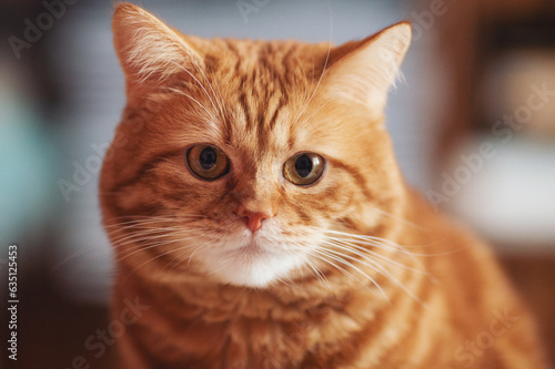 Portrait of red tabby Cat, Looking in camera on Isolated background, front view. The amazed ginger fat cat. The concept of domestic animals, animal and human petting. Fluffy cat at home.  © Cristina