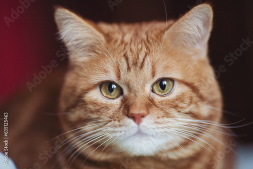 Fotografie Portrait of red tabby Cat, Looking in camera on Isolated background, front view