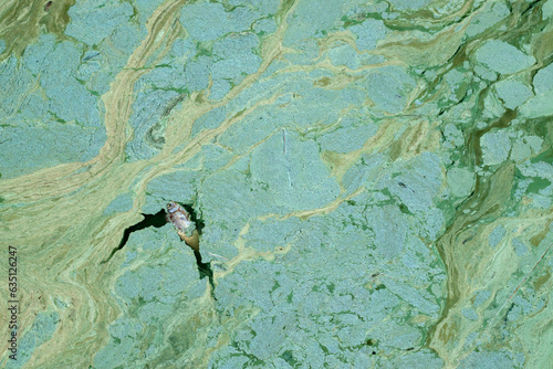 Dead fish in polluted dirty water contaminated with toxic blue-green algae. Top view. © Marinela