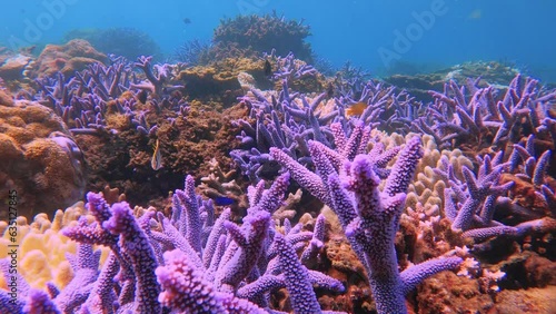 lemonpeel angelfish black and blue damselfish threadfin butterflyfish swimming around in and out of the blue lavender finger branching Staghorn corals close up view with shining sunlight hue ray