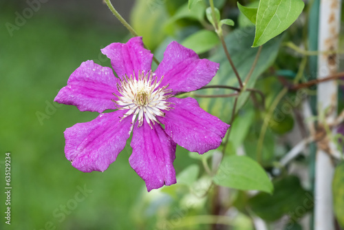 pink Clematis flower © Reallyice