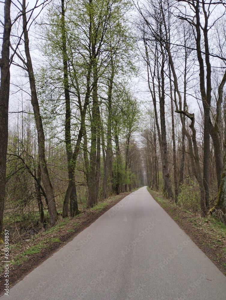 Fototapeta premium road in the woods