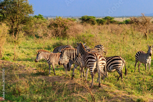 Herd of zebras in savanna in Serengeti national park in Tanzania. Wildlife of Africa