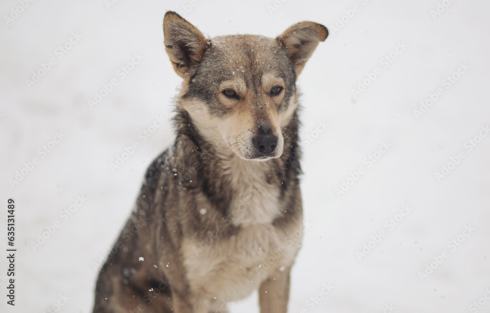 Naklejka premium Stray dogs out in the snow during a cold and winter day. Homeless dog with sad eyes freezing on the street while snowing. Homeless animals, social issues, humanism, survival, safety, feeding concept.