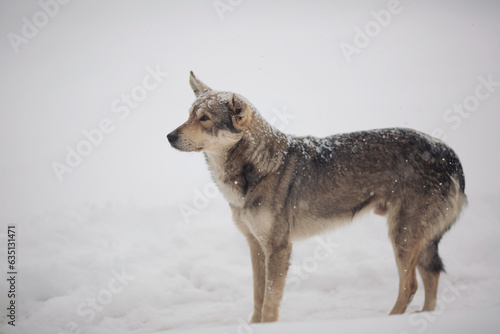 Stray dogs out in the snow during a cold and winter day.  Homeless dog with sad eyes freezing on the street while snowing. Homeless animals, social issues, humanism, survival, safety, feeding concept.