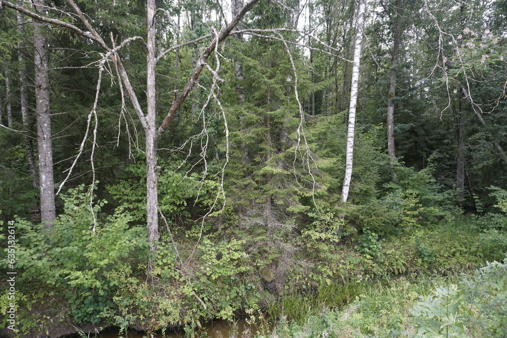 Fototapeta premium Summer. August. Beautiful coniferous forest on the bank of a forest river. Tall pines and firs. Horizontal shot.