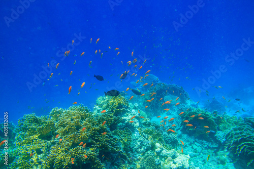Different tropical fish at coral reef in the Red sea in Ras Mohammed national park  Sinai peninsula in Egypt