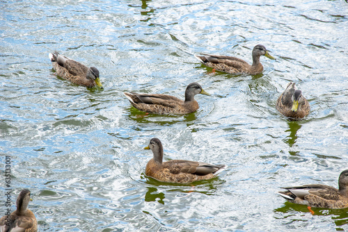 wild ducks floating on the water