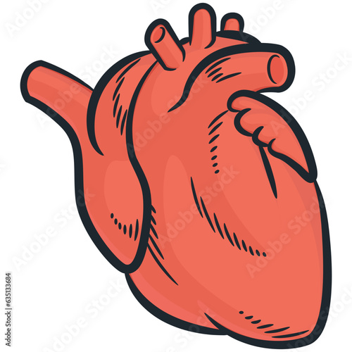 Human Heart Organ Cardiovascular Body Parts