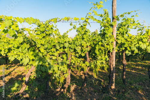 Large vineyard in summer season