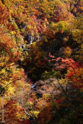 autumn colors in the forest