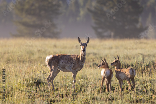 Pronghorn Doe and Fawns in Wyoming in Summer