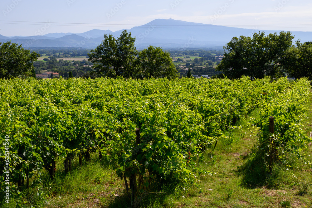 Naklejka premium Vineyards of Chateauneuf du Pape appelation with grapes growing on soils with large rounded stones galets roules, lime stones, gravels, sand.and clay, famous red wines, France