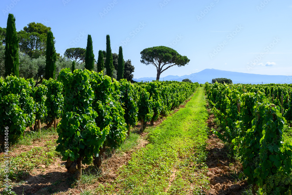 Φωτογραφία Vineyards of Chateauneuf du Pape appellation with grapes growing on soils with large rounded stones galets roules, lime stones, gravels, sand