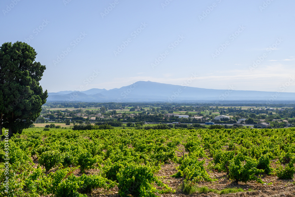 Vineyards of Chateauneuf du Pape appelation with grapes growing on soils with large rounded stones galets roules, lime stones, gravels, sand.and clay, famous red wines, France