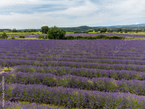 View on rows of blossoming purple lavender  green fiels and Lacoste village in Luberon  Provence  France in July