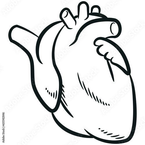 Sketch Human Heart Organ Cardiovascular Anatomy