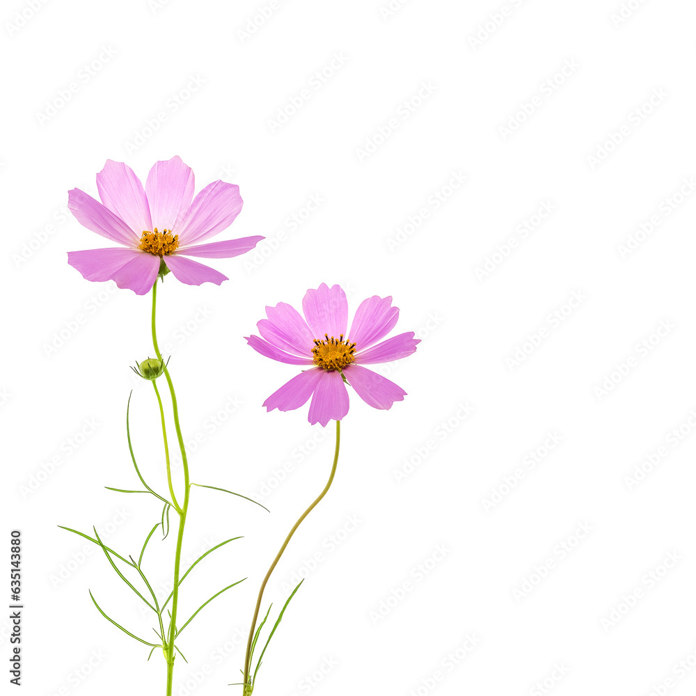 Two pink cosmos flowers on a white background. Two pink cosmos flowers on a white background.