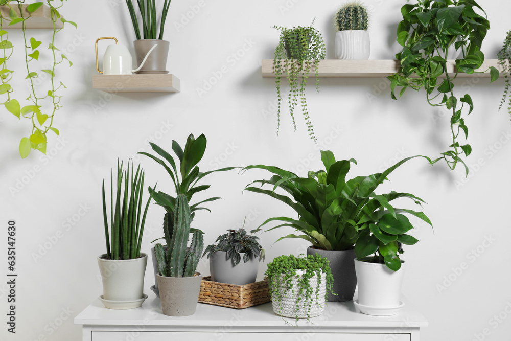 Green houseplants in pots and watering can near white wall
