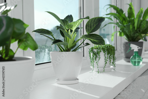 Many beautiful potted houseplants growing on windowsill indoors