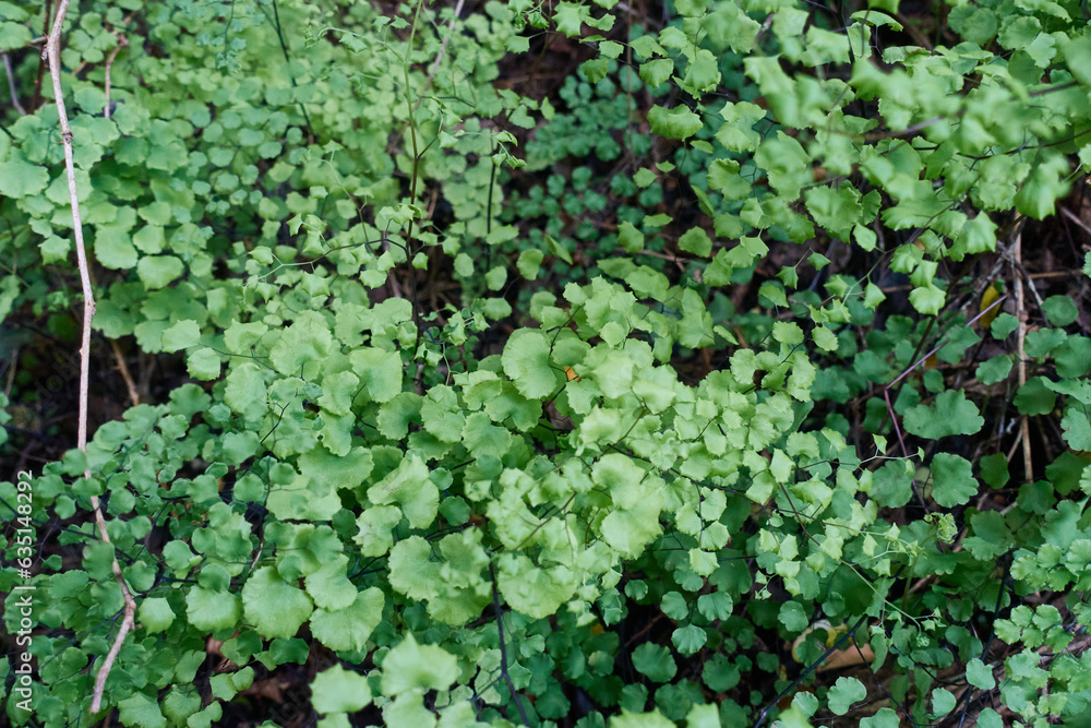 forest, nature, trees, flowers and shrubs forest, nature, trees, flowers and shrubs