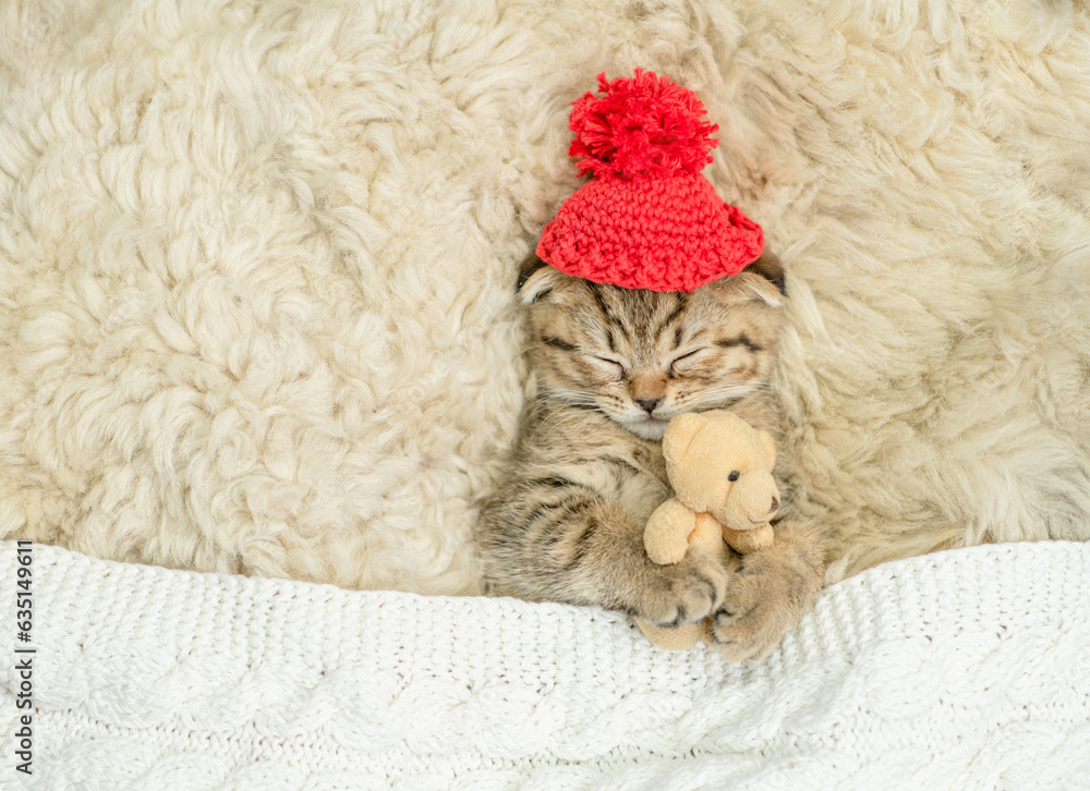 Cozy tiny fold tabby kitten wearing warm hat sleeps under warm plaid with favorite toy bear on the bed at home. Top down view. Empty space for text Cozy tiny fold tabby kitten wearing warm hat sleeps under warm plaid with favorite toy bear on the bed at home. Top down view. Empty space for text