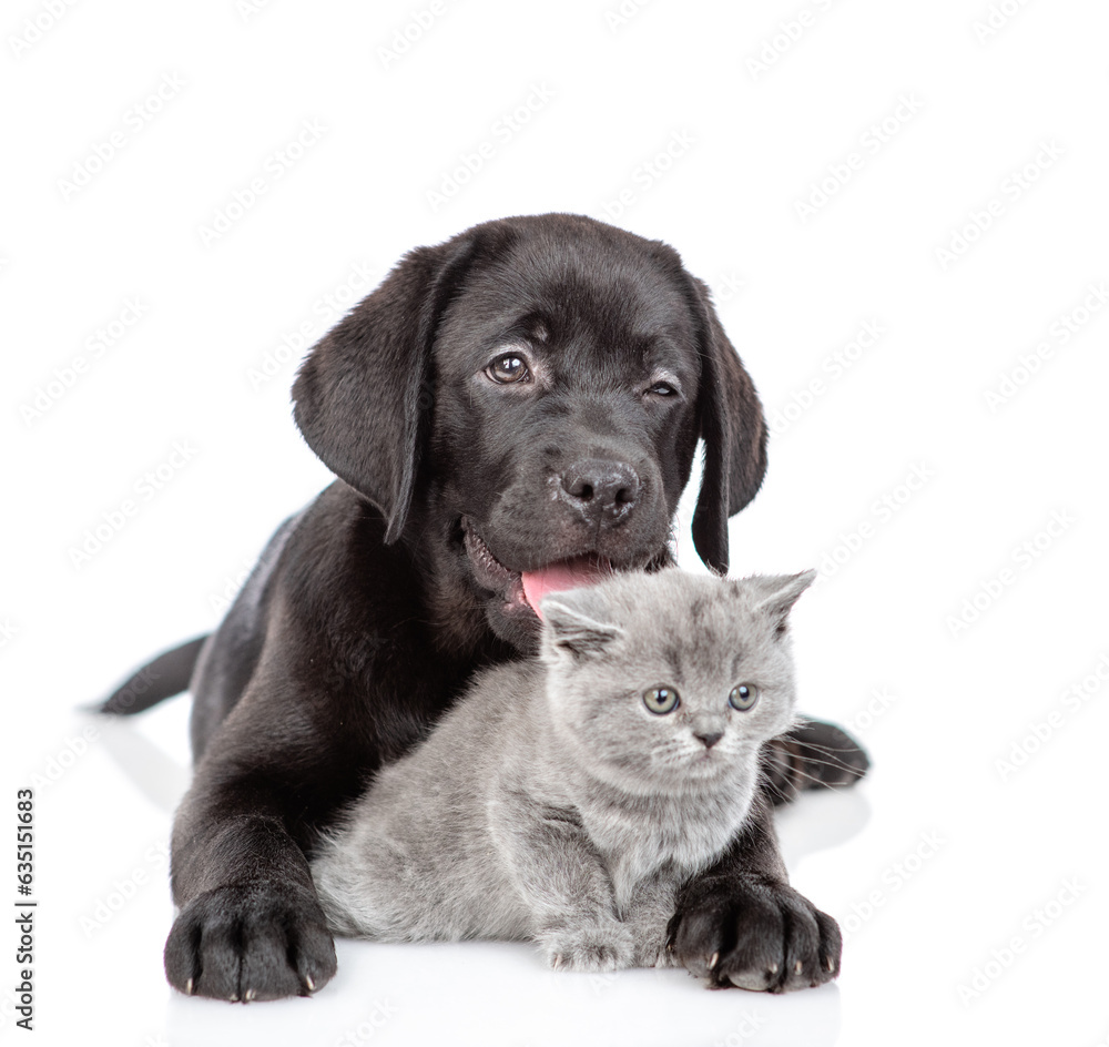 Black labrador puppy hugs tiny kitten. Pets look away on empty space together. Isolated on white background