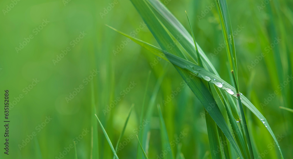 Obraz premium Green grass background with dew drops on leaves in summertime and copy space for ecological concept.