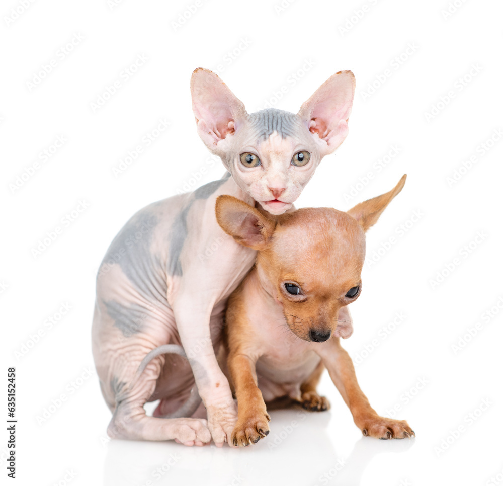 Friendly Sphynx kitten hugs Toy terrier puppy. isolated on white background Friendly Sphynx kitten hugs Toy terrier puppy. isolated on white background